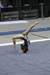 06NCAAF4D_0331